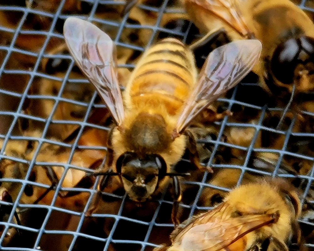 DETROIT-MICHIGAN-BEEKEEPING-Educational-programs-beekeeping-adolescents-teens Teenagers learning beekeeping in a MI-IMPACT educational program